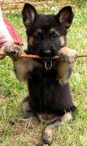 34 German Shepherd Puppy Pictures That Will Make Your Heart Melt Puppies Dogs And Puppies Cute Baby Animals