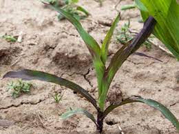 Check spelling or type a new query. What To Do When Your Corn Seedlings Turn Purple Agweb