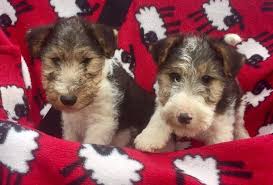 Dog puppy fox smooth terrier wire jack spoonflower fabric by the yard. Kc Reg Wire Haired Fox Terrier Puppies For Sale Stoke On Trent Staffordshire Pets4homes