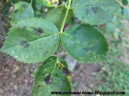 Natural Treatments For Black Spot On Roses Black Spot On Roses Gardening For Beginners Garden Remedies