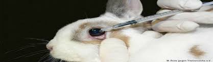 The eu ban on animal testing of cosmetic ingredients came into force in 2009. European Parliament Supports Global Ban On Cosmeticanimaltesting Eu Reporter