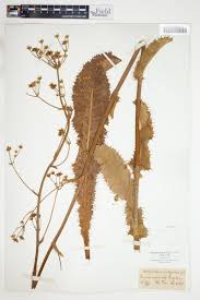 Image result for Alepidea amatymbica