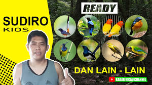 Tepung ulat kandang 1kg pakan burung anis cucak ijo pleci kacer cucak rowo jalak murai ciblek: Harga Burung Jalak Kapas Dipasar Pramuka Youtube