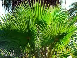 Die kokospalme (cocos nucifera) ist recht anspruchsvoll. Palmen Im Garten Und Zu Hause Leitermann Erklart Welche Arten Moglich Sind