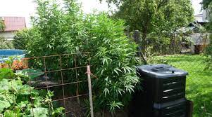 Ob er das image der kulturpflanze hanf (cannabis) positiv. Ludweiler Cannabis Im Garten Angebaut Volklingen Im Wandel