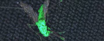 Infizierte Mucken Vermehren Sich Nicht Mehr Genveranderter Pilz Stoppt Malaria Mucken Wissen Tagesspiegel