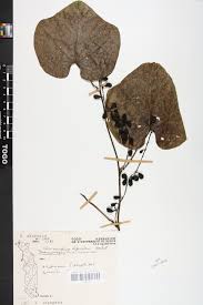 Image result for Chasmanthera dependens