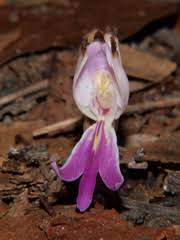 Image result for Brachycorythis buchananii