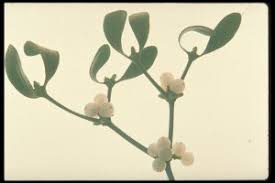 Image result for Viscum