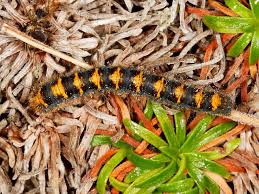Big Black Caterpillar With Orange Stripes Identifying Hairy Caterpillars Wildlife Insight