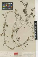 Image result for Xenostegia pinnata