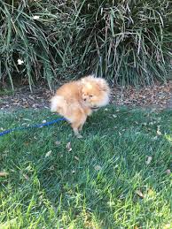 Some cat litter can cause health problems in dogs that ingest poop. How To Potty Train A Puppy