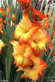 Ouramericanroots Com Gladiolus Beautiful Flowers Gladiolus Flower Flower Seeds