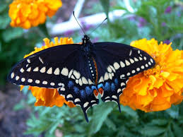 You can learn that from our once you have done your research and know which kinds of plants you need, you should learn about the plants and flowers. 9 Butterfly Flowers To Grow From Seeds Attracting Butterflies
