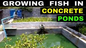 Tilapia farming, farm raised tilapia, tilapia fish farming at home, small scale tilapia farming. Tilapia Catfish Growing Fish In Concrete Ponds Youtube