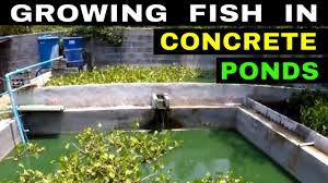 This ginataang tilapia is one of the easiest dishes you can do with tilapia fish. Tilapia Catfish Growing Fish In Concrete Ponds Youtube