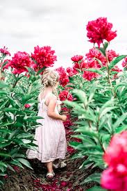 4058 n mississippi ave portland, or 97227. The Ultimate Round Up Of Flower Fields Around Portland Oregon