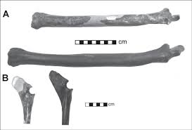 There is no valid color in the box above. Radio Ulnae Of Hemiauchenia Gracilis N Sp A Uf 210701 Top Uf 8917 Download Scientific Diagram
