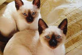 How Long Do Siamese Cats Live Howchimp