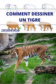 L'image tigre à colorier est hébergé sur une banque d'images comportant présentement : Comment Dessiner Un Tigre Comment Dessiner Un Tigre Dessin Comment Dessiner