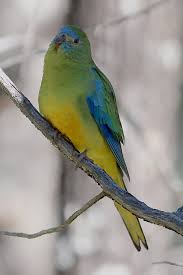 Image result for Turraea vogelii