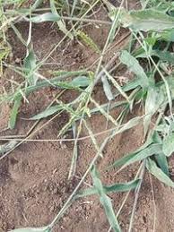 Image result for Urochloa bovonei