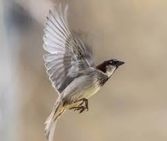 Der spatz verschwindet aus bayern. Haussperling Lexikon Der Schadlinge