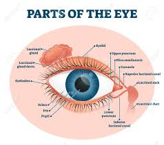 Diagram of the eye diagram of eyeball cross section of human eye section of human eye cross section eye cross section of eye anatomy of the eye eye parts human eye diagram of eye. Parts Of The Eye Labeled Vector Illustration Diagram Educational Beauty And Nursing Information Eyelid Eyelashes Pupil Lacrimal Gland And Other Anatomical Parts Healthy Visual Sensory Organ Royalty Free Cliparts Vectors And Stock