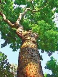 Image result for Dalbergia