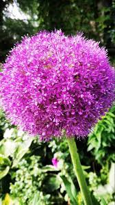 Allium Flower Allium Flowers Rare Flowers Flower Centerpieces Wedding