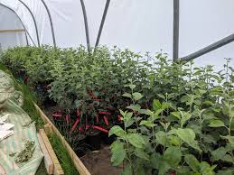 Trees of all kinds are the backbone of a garden. Applewise Fruit Tree Nursery Home Facebook