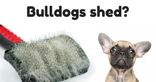 Not as tiny as a chihuahua but significantly smaller than an english bulldog. Do French Bulldogs Shed Discover The 10 Best Grooming Tools French Bulldog Shedding French Bulldog Bulldog