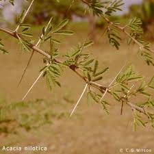 Image result for Acacia nilotica