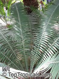 Image result for Cyathula natalensis