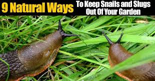 Dec 07, 2020 · slugs are slain by salt because of the scientific principle of osmosis. Slugs In Garden 9 Natural Ways To Get Rid Of Slugs In The Garden