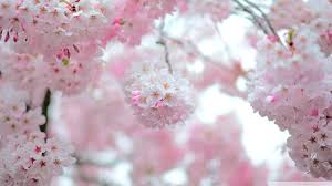 Anime aesthetic wallpaper cherry blossom tree is free hd choose from hundreds of free cherry blossom wallpapers. Cherry Blossom Wallpaper Anime For Desktop Cherry Blossom Depth Of Field 1918588 Hd Wallpaper Backgrounds Download
