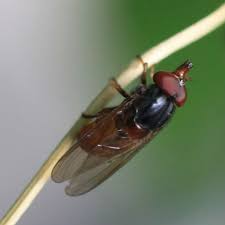 Image result for Raphia rostrata