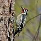 West Ridge Nature Park Walk — Chicago event image