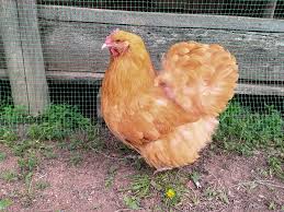 Buff orpington is one of the most popular imported chicken breeds in the philippines. Complete Buff Orpington Care Guide Egg Laying Personality Chickens And More