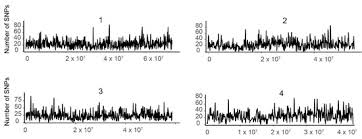 Image result for Eragrostis botryodes