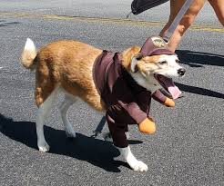 Enter your pet now, ask your friends and family to support them, and help care for atlanta's animals along the way. Ek408fyjwfjahm