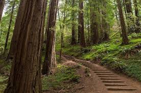 Tripadvisor Muir Woods And Sausalito Half Day Tour Optional Sausalito Ferry Ticket Provided By Gray Line San Francisco San Francisco California San Francisco Tours Muir Woods Muir Woods National Monument