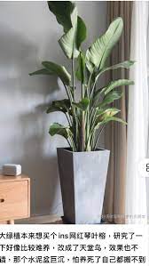 天堂鳥代替琴葉榕 planters planter pots plants