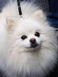 pin on cute pet stuff