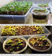 Check spelling or type a new query. Brassica Seedlings Light Intensity Comparison Led Grow Grow Lights Led Grow Lights