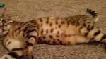What to Know About F Ratings of Bengal Cats? [ 2020 ]