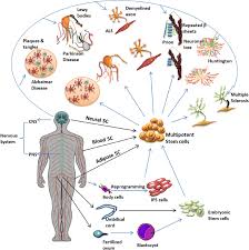 Current Perspective Of Stem Cell Therapy In Neurodegenerative And Metabolic Diseases Springerlink