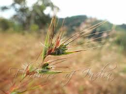 Image result for Themeda triandra