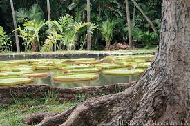 etang de nenuphars jardin pamplemousse tree plants tree trunk