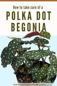 How To Take Care Of A Polka Dot Begonia Begonia Plants Plant Care